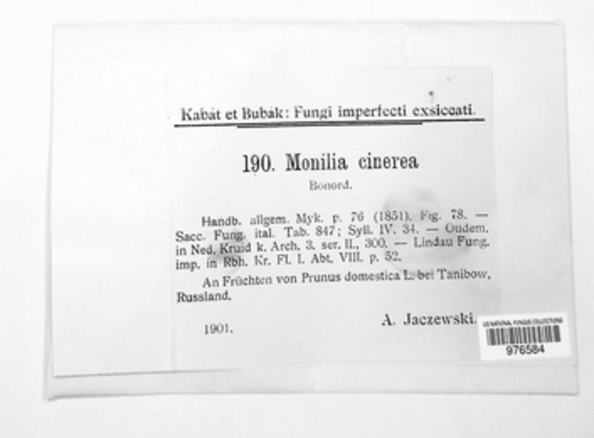 Monilinia laxa image